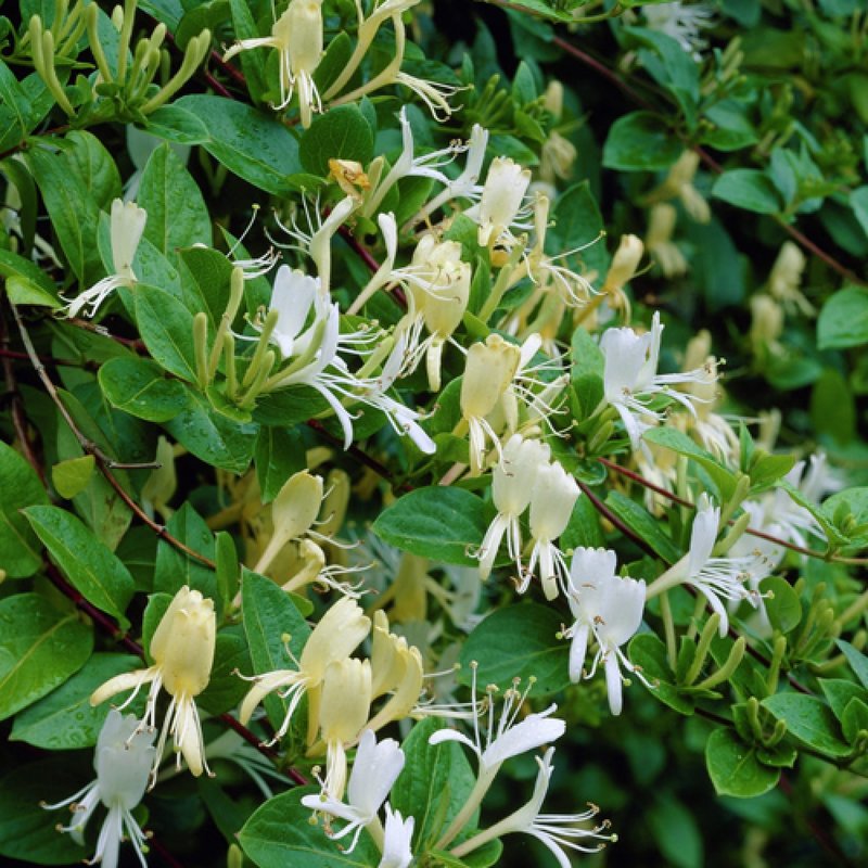 Caprifoi, Lonicera japonica 