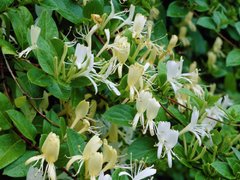 Caprifoi, Lonicera japonica 